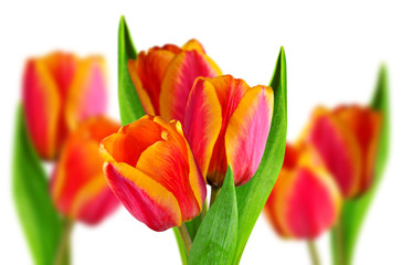 Composition of two-tone tulips