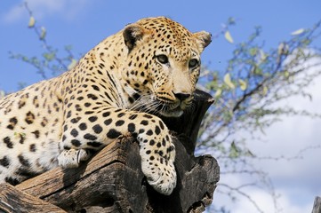 Naklejka premium Leopard (panthera pardus)