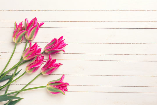 Background with fresh  bright pink tulips flowers