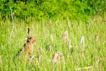 Brown wild rabbit on the meadow