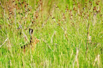 Brown wild rabbit on the meadow