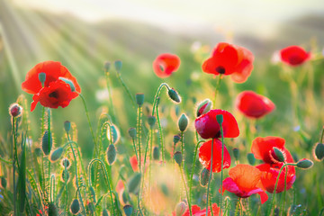 field of poppies  sun rays