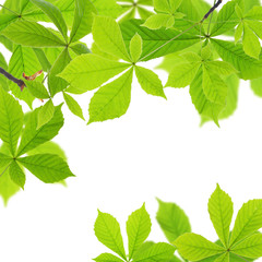 Chestnut green leaves on white background.