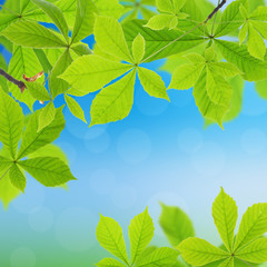 Chestnut green leaves on natural background.