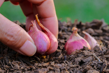 Shallot a set, Red onion seeds, plants, seedlings. Farmer Hands planting onions to grow progressively.