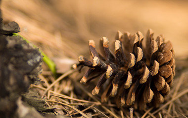 pine cone on the ground