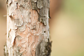 tree trunk