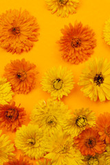 Calendula flowers on orange background