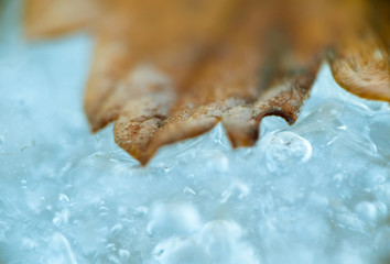 Yellow Leaf on Ice