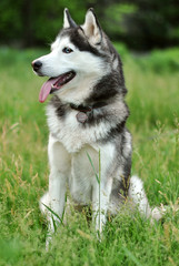 Хаски с высунутым языком на поле