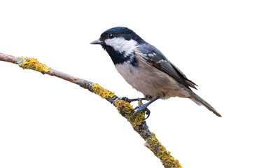 Coal tit isolated