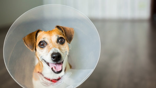 Small dog Jack Russell terrier with vet Elizabethan collar