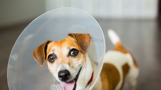 Small dog Jack Russell terrier with vet Elizabethan collar