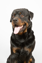 A Beautiful Rottweiler portrait inside a house