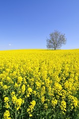 Obraz premium Lonely tree in a rapeseed field