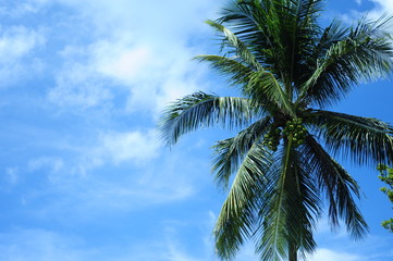 Fototapeta na wymiar Tropische Palme