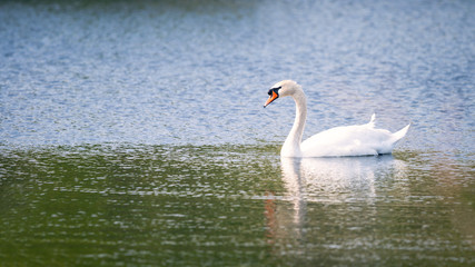 White mute swan on the lake
