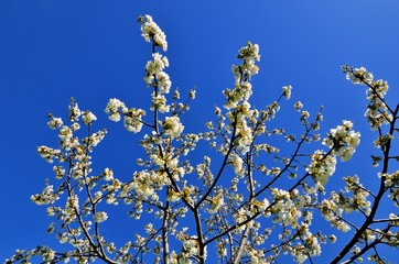 Kirschblüte vor blauem Himmel