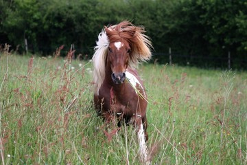 Ponette au galop dans l'herbe haute