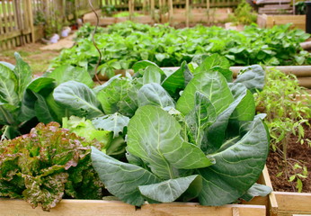 carré potager,et légumes vert