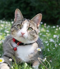 Liegende Katze in Blumenwiese