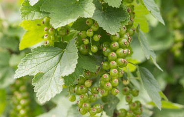 Unreife Johannisbeerenrispe