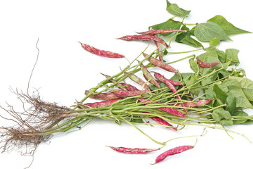 Fototapeta premium Pied de haricot rouge