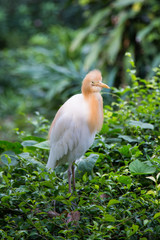  Cattle Egret (Bubulcus ibis)