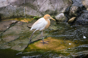  Cattle Egret (Bubulcus ibis)