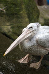 White Pelican (Pelecanus onocrotalus)