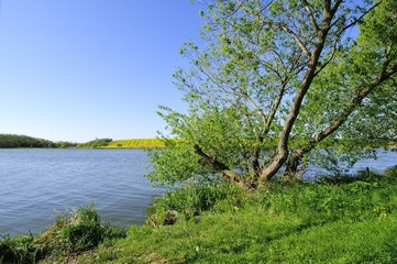 Fototapeta na wymiar Tree by the lake