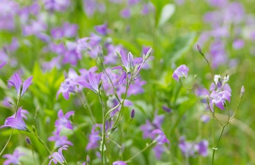 violette Glockenblumen in Naturwiese