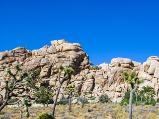 joshua tree with rocks in Joshua tree national park