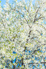 cherry blossoms