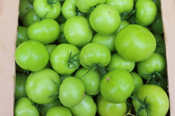 Fresh tomatoes grown in greenhouse packed in the box