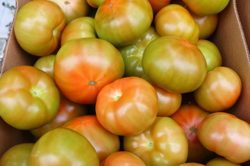 Fresh tomatoes grown in greenhouse packed in the box