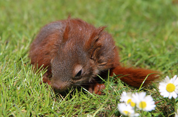 Fototapeta premium junges Eichhörnchen