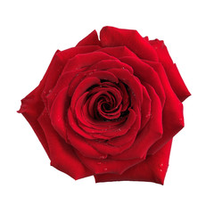 Grande fleur rose rouge isolée