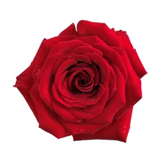 Poster de jardin Roses Grande fleur rose rouge isolée