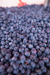 Blueberries