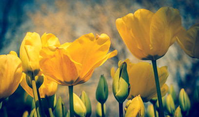 Obraz premium Yellow tulips with soft focus
