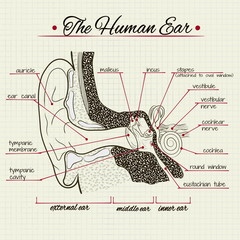 Vector drawing of the structure of the human ear