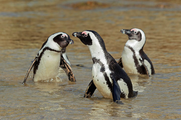 African penguins in shallow water, Western Cape, South Africa 