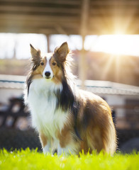 Sheltie Shetland Sheepdog