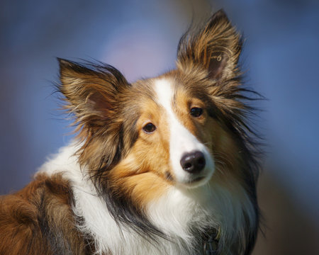Shetland Sheepdog Sheltie