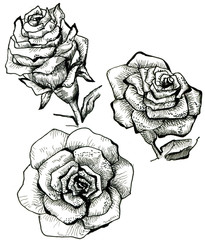 Flower sketch set