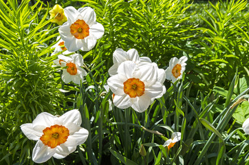 White daffodils in the flower bed.