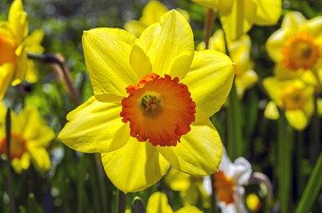 Yellow daffodil in backlit.