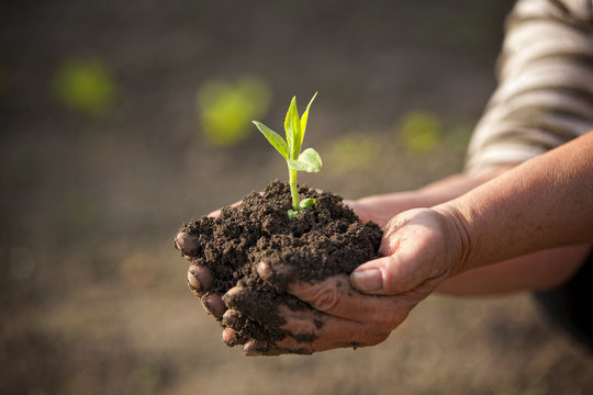 Mała zielona roślina w dłoniach kobiety