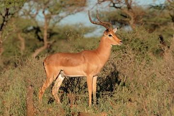 A male impala antelope in natural habitat, South Africa